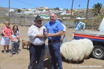 Muestra de ganado de las fiestas del patrono de Telde (Foto  Francisco Javier Santana)